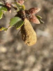 Heteroecus melanoderma