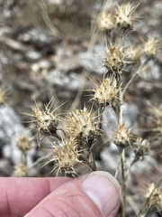 Centaurea melitensis