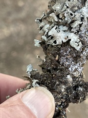 Tuckermanopsis orbata