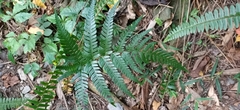 Dryopteris varia