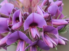 Gompholobium confertum