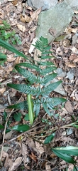 Dryopteris varia