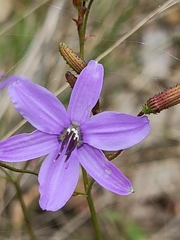 Agrostocrinum