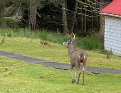 Odocoileus hemionus sitkensis