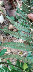 Dryopteris varia