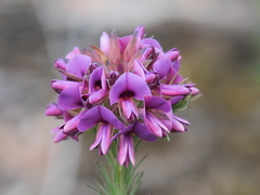 Gompholobium confertum