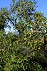 Eucalyptus todtiana