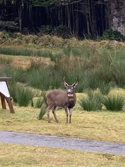 Odocoileus hemionus sitkensis