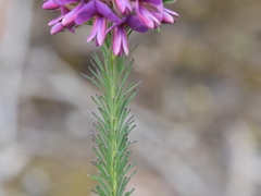 Gompholobium confertum