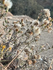 Heterotheca sessiliflora