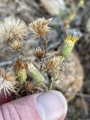 Heterotheca sessiliflora