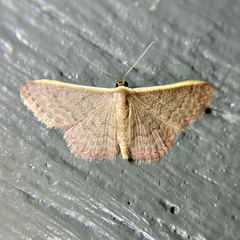 Idaea inversata