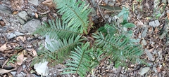 Polystichum parvipinnulum
