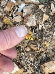 Heterotheca sessiliflora