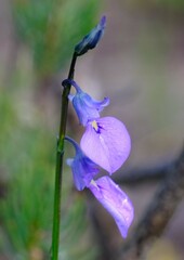 Violaceae