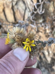 Heterotheca sessiliflora