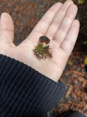 Xerocomellus atropurpureus