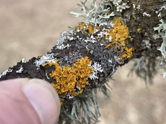 Xanthomendoza ulophyllodes
