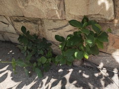 Ficus microcarpa