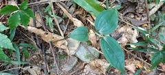 Smilax lanceifolia