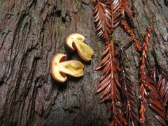 Xerocomellus atropurpureus