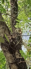 Davallia trichomanoides