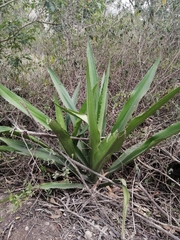 Furcraea andina