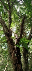 Davallia trichomanoides