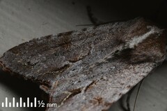 Ichneutica ustistriga