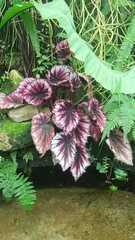 Begonia rex-cultorum