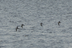 Calidris tenuirostris