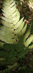 Microlepia