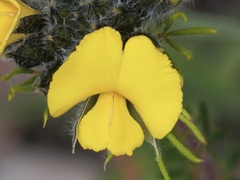 Gompholobium capitatum