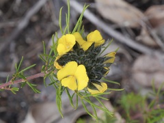 Gompholobium capitatum