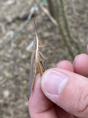 Leptysma marginicollis