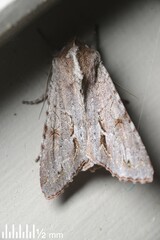 Ichneutica ustistriga
