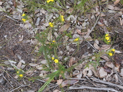 Gompholobium capitatum