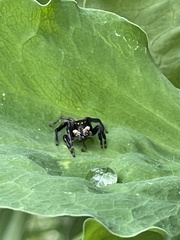 Maratus griseus