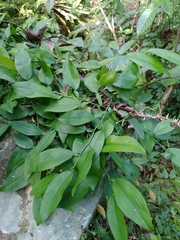 Pothos chinensis