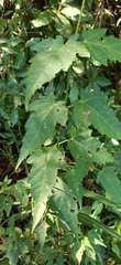 Acer caudatifolium