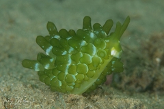 Sacoproteus smaragdinus