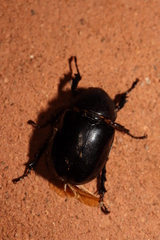 Xylotrupes australicus