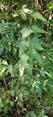 Acer caudatifolium