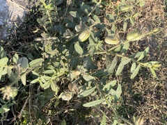 Crotalaria juncea
