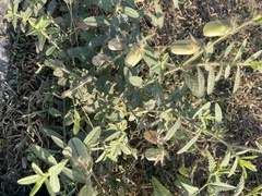 Crotalaria juncea