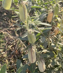Crotalaria juncea