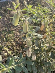 Crotalaria juncea