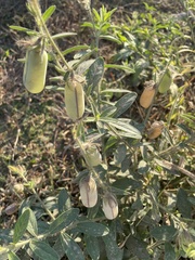 Crotalaria juncea