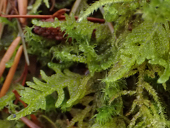 Stereodon subimponens