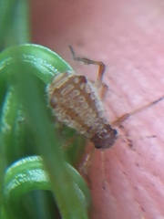Cinara pilicornis